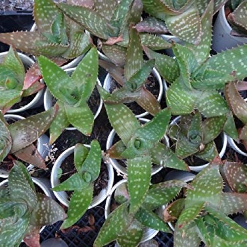 Aloe Vera Aloe maculata - Set of 3 Bare Root, Live Plants