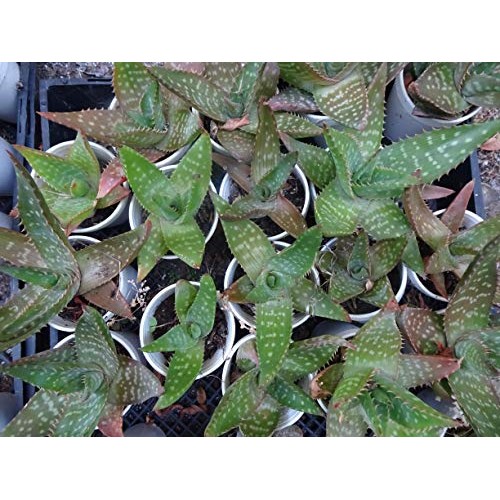 Aloe Vera Aloe maculata - Set of 3 Bare Root, Live Plants