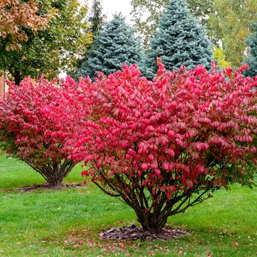 Burning Bush Shrub Burning Bush Plant Live Red 3 Starter Plants 5...