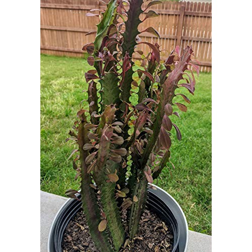 Euphorbia Trigona Live Plant Cuttings - African Milk Tree Cactus S...