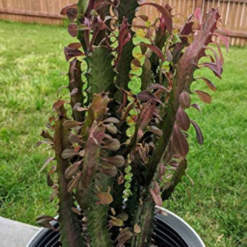 Euphorbia Trigona Live Plant Cuttings - African Milk Tree Cactus S...