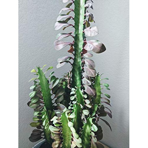 Euphorbia Trigona Live Plant Cuttings - African Milk Tree Cactus S...