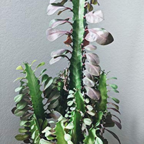 Euphorbia Trigona Live Plant Cuttings - African Milk Tree Cactus S...