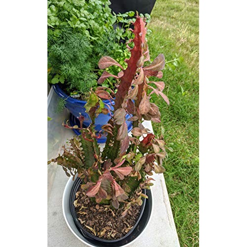 Euphorbia Trigona Live Plant Cuttings - African Milk Tree Cactus S...