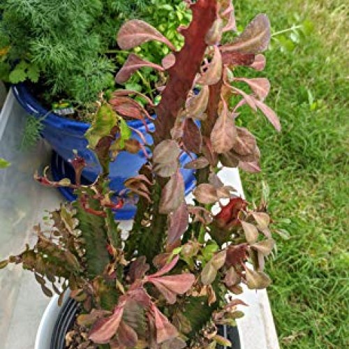 Euphorbia Trigona Live Plant Cuttings - African Milk Tree Cactus S...