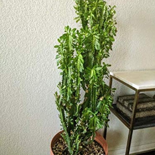 Euphorbia Trigona Live Plant Cuttings - African Milk Tree Cactus S...