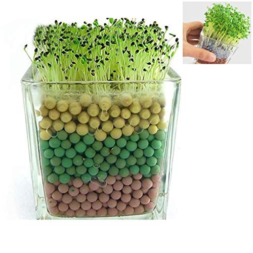 FamilyeShop Ceramsite Semi Hydroponics Soilless Live Plant Semi Hy...