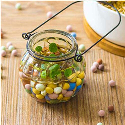 FamilyeShop Ceramsite Semi Hydroponics Soilless Live Plant Semi Hy...