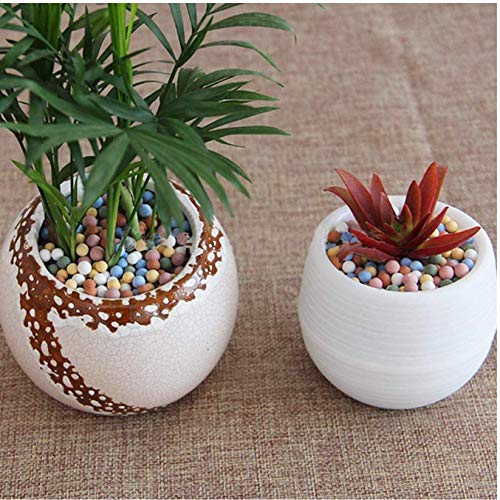 FamilyeShop Ceramsite Semi Hydroponics Soilless Live Plant Semi Hy...
