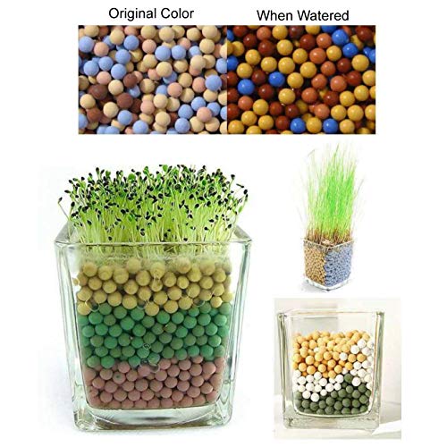 FamilyeShop Ceramsite Semi Hydroponics Soilless Live Plant Semi Hy...