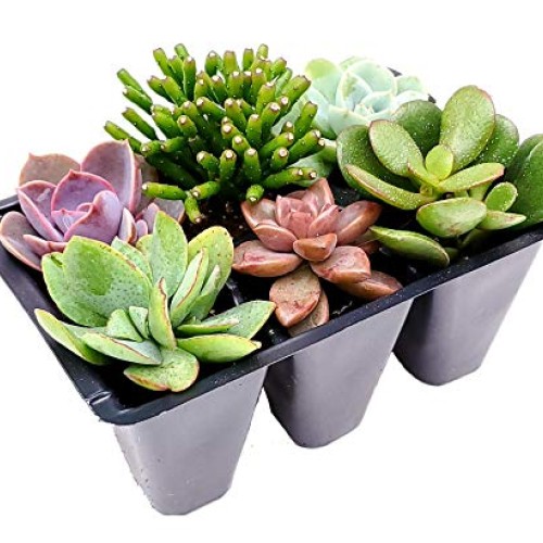Glicks Greenhouse Live Succulent Planter DIY Kit Live Plants Incl...
