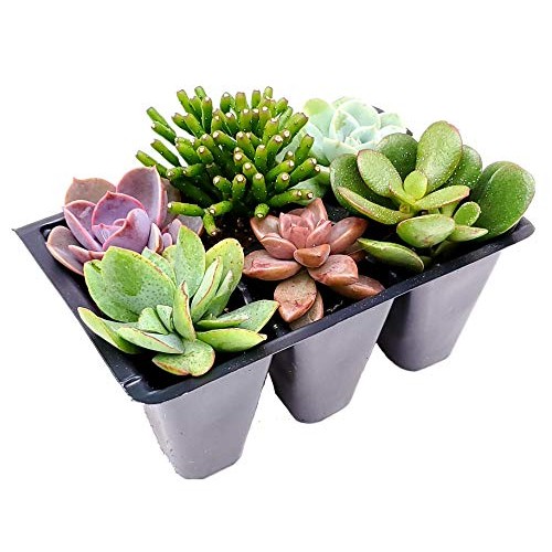 Glicks Greenhouse Live Succulent Planter DIY Kit Live Plants Incl...
