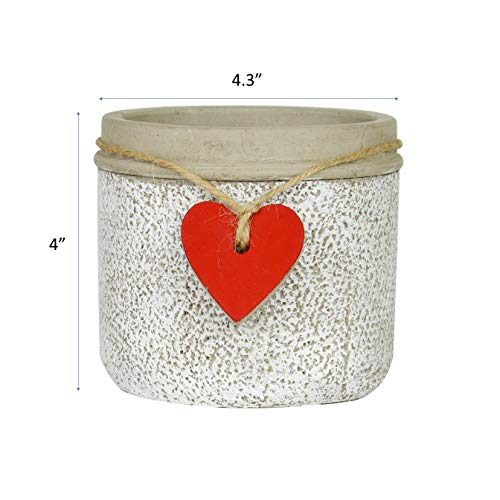 Glicks Greenhouse Live Succulent Planter DIY Kit Live Plants Incl...