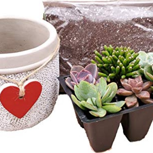 Glicks Greenhouse Live Succulent Planter DIY Kit Live Plants Incl...