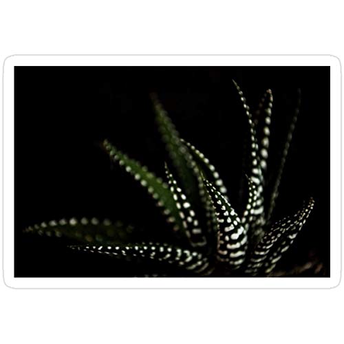 Stickers Haworthia Aloe Vera Cactus Succulent Plant White Spots La...