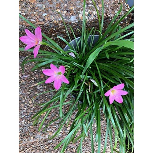 Tuberose and Rain Lily Live Plant Bundle
