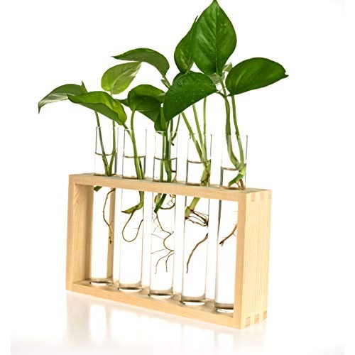 PACDONA Wall Hanging Glass Test Tube Planter Propagation Station G...