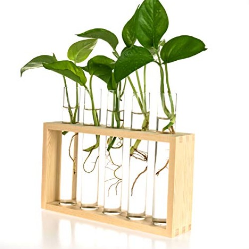PACDONA Wall Hanging Glass Test Tube Planter Propagation Station G...