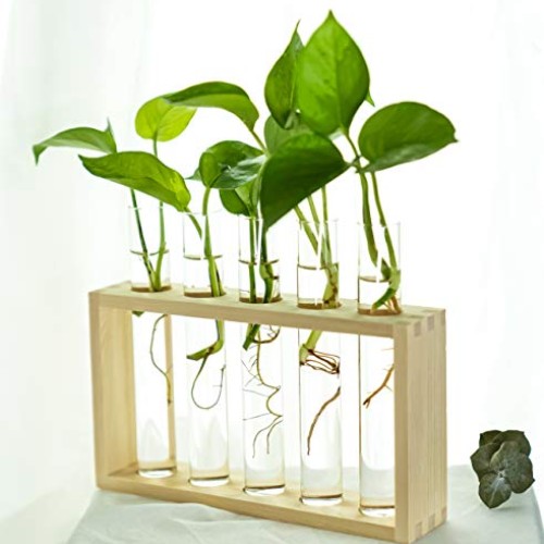 PACDONA Wall Hanging Glass Test Tube Planter Propagation Station G...