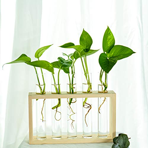 PACDONA Wall Hanging Glass Test Tube Planter Propagation Station G...