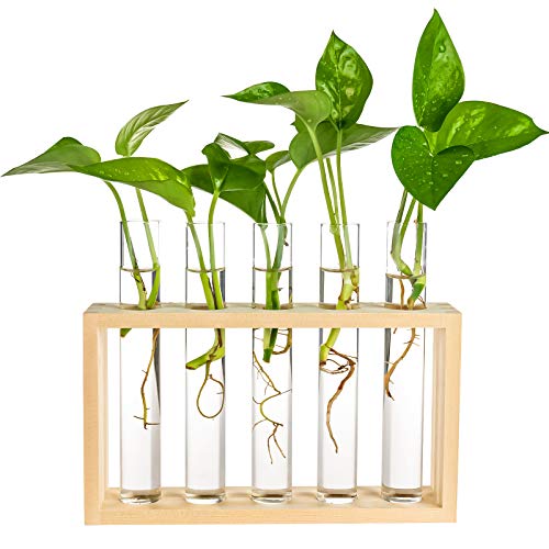 PACDONA Wall Hanging Glass Test Tube Planter Propagation Station G...