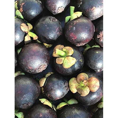 Purple Mangosteen Garcinia Mangostana Florida Tropical King Fruit ...