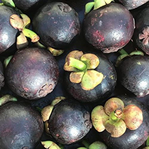 Purple Mangosteen Garcinia Mangostana Florida Tropical King Fruit ...