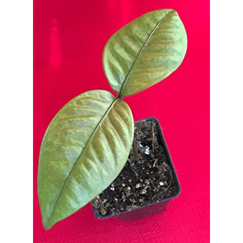 Purple Mangosteen Garcinia Mangostana Florida Tropical King Fruit ...