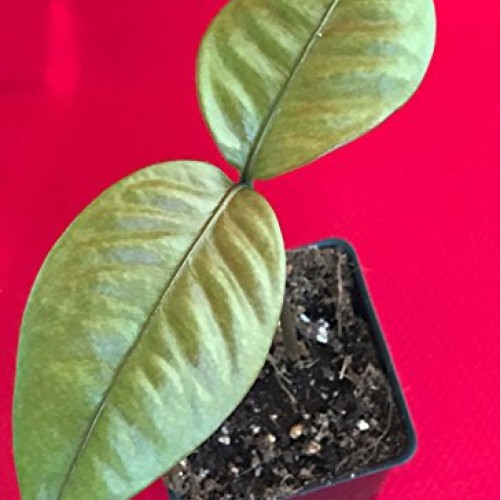 Purple Mangosteen Garcinia Mangostana Florida Tropical King Fruit ...