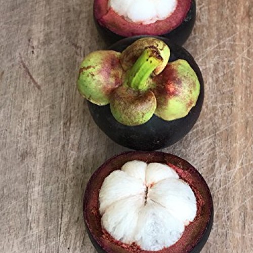 Purple Mangosteen Garcinia Mangostana Florida Tropical King Fruit ...