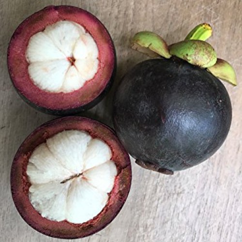 Purple Mangosteen Garcinia Mangostana Florida Tropical King Fruit ...