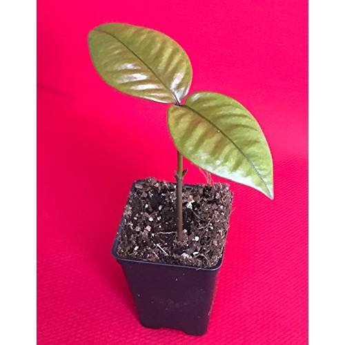 Purple Mangosteen Garcinia Mangostana Florida Tropical King Fruit ...