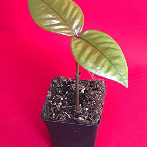 Purple Mangosteen Garcinia Mangostana Florida Tropical King Fruit ...