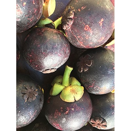 Purple Mangosteen Garcinia Mangostana Florida Tropical King Fruit ...