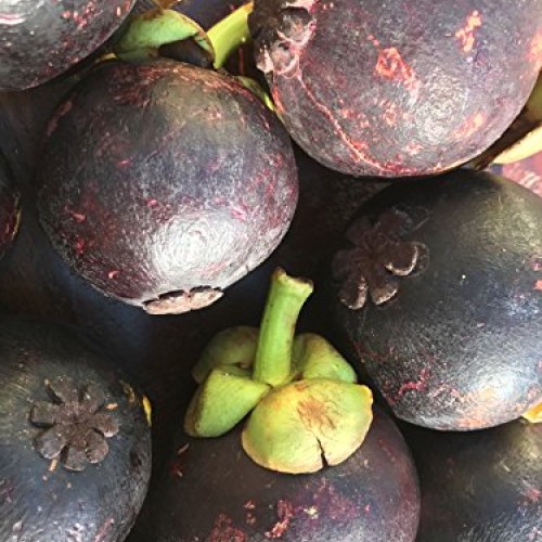 Purple Mangosteen Garcinia Mangostana Florida Tropical King Fruit ...