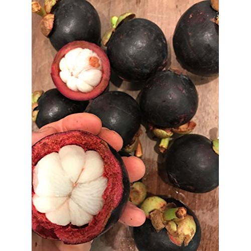 Purple Mangosteen Garcinia Mangostana Florida Tropical King Fruit ...