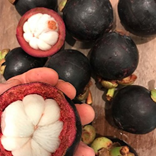 Purple Mangosteen Garcinia Mangostana Florida Tropical King Fruit ...