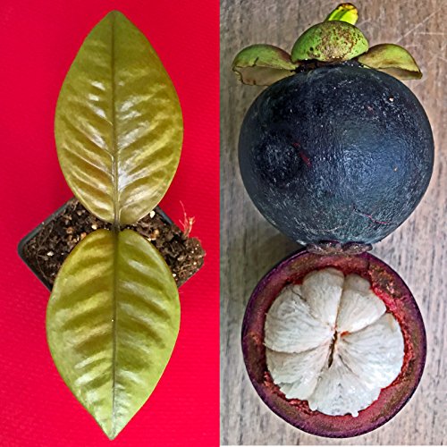 Purple Mangosteen Garcinia Mangostana Florida Tropical King Fruit ...