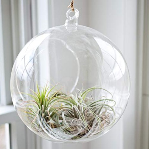 GEOLUX Set of 6 Hanging Glass Globe Plant Terrariums - Glass Orbs ...