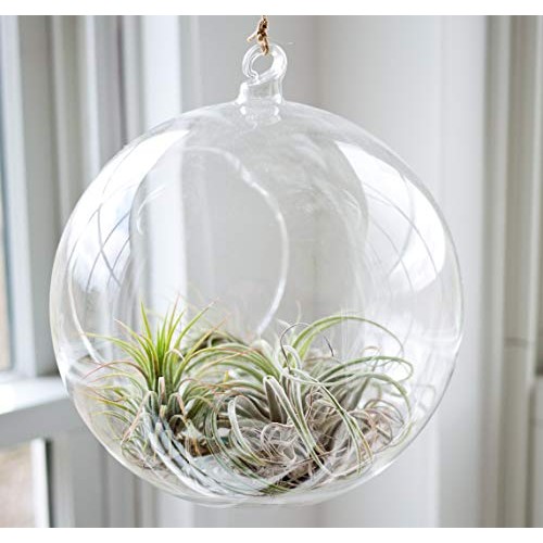 GEOLUX Set of 6 Hanging Glass Globe Plant Terrariums - Glass Orbs ...