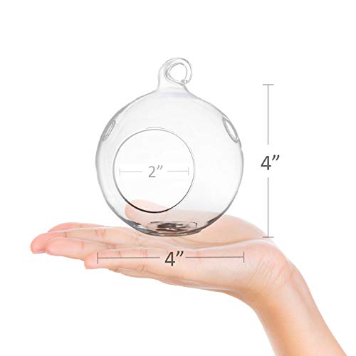 GEOLUX Set of 6 Hanging Glass Globe Plant Terrariums - Glass Orbs ...
