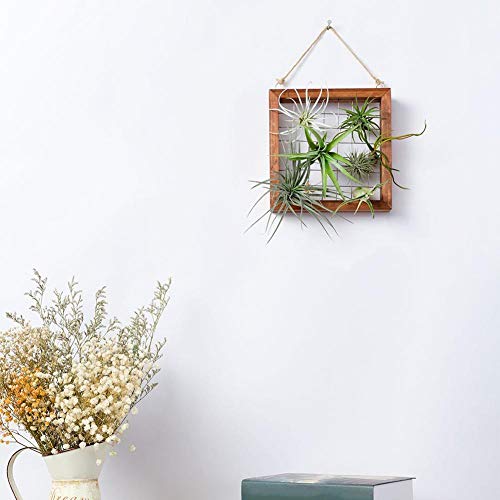 Air Plants Frame Bromeliads Wall Holder DIY Hanger Tillandsia Wall...