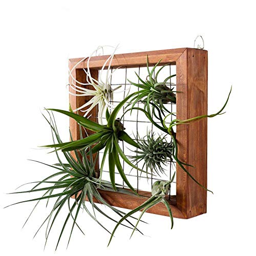 Air Plants Frame Bromeliads Wall Holder DIY Hanger Tillandsia Wall...