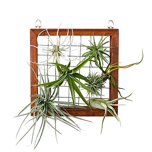 Air Plants Frame Bromeliads Wall Holder DIY Hanger Tillandsia Wall...