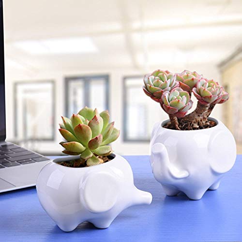 Gift Pro Elephant Plant Window Boxes With Tray Set of 2 Cute Eleph...