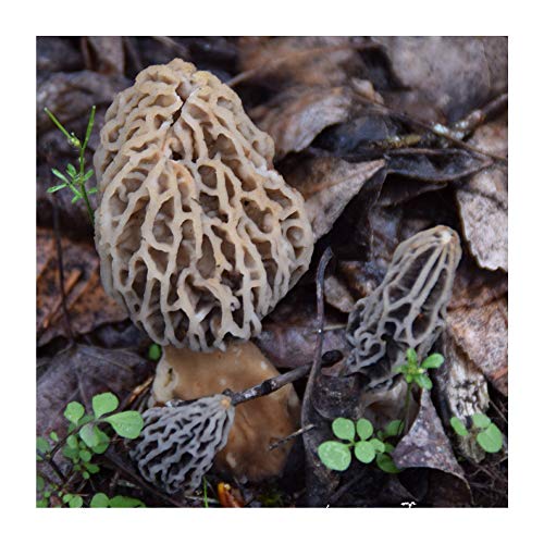 Morel Habitat Kit - Backyard Morel Mushroom Growing Kit