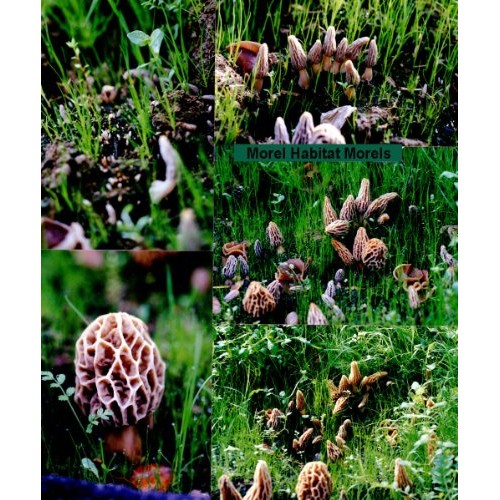 Morel Habitat Kit - Backyard Morel Mushroom Growing Kit