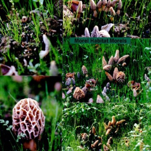 Morel Habitat Kit - Backyard Morel Mushroom Growing Kit