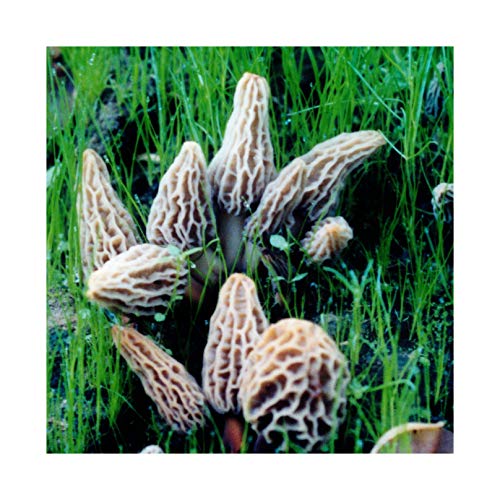 Morel Habitat Kit - Backyard Morel Mushroom Growing Kit
