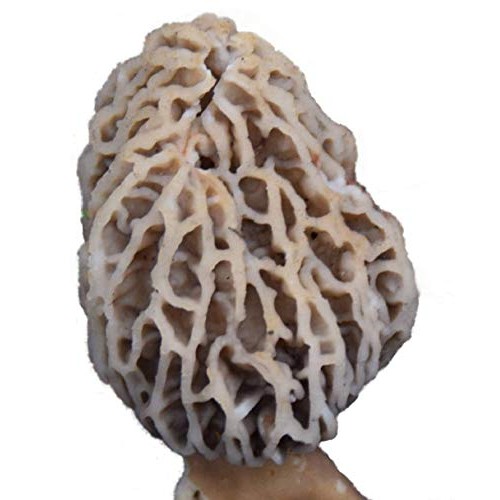Morel Habitat Kit - Backyard Morel Mushroom Growing Kit